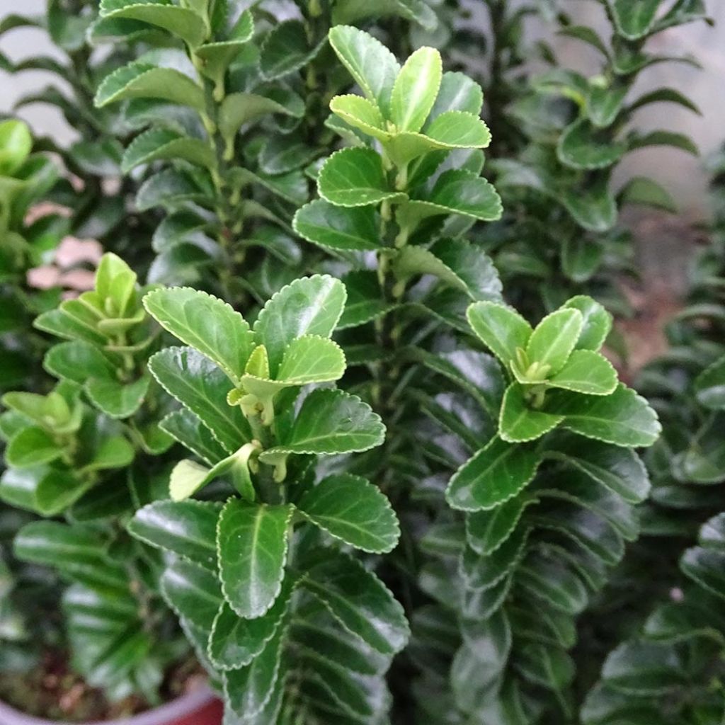 Euonymus japonicus Benkomasaki - Japanse kardinaalsmuts