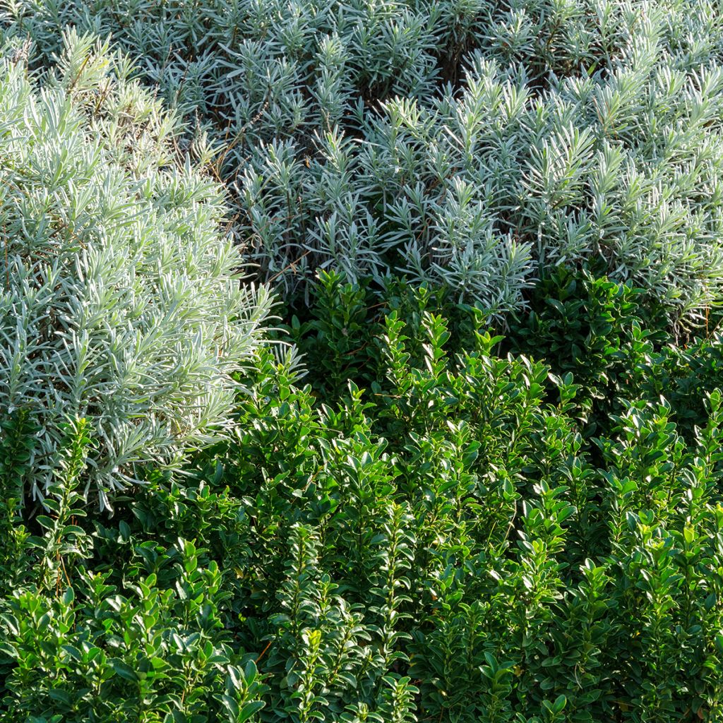 Euonymus japonicus Benkomasaki - Japanse kardinaalsmuts
