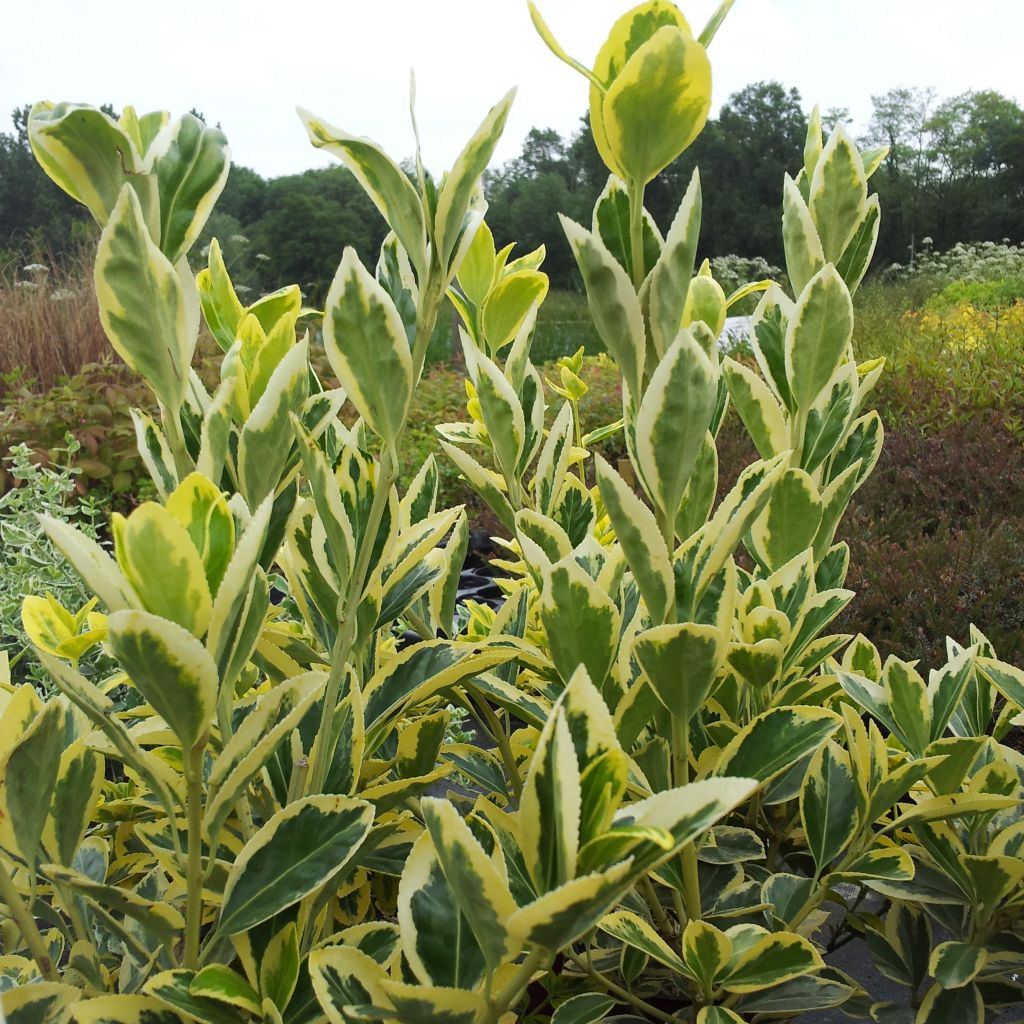 Euonymus japonicus Bravo - Japanse kardinaalsmuts
