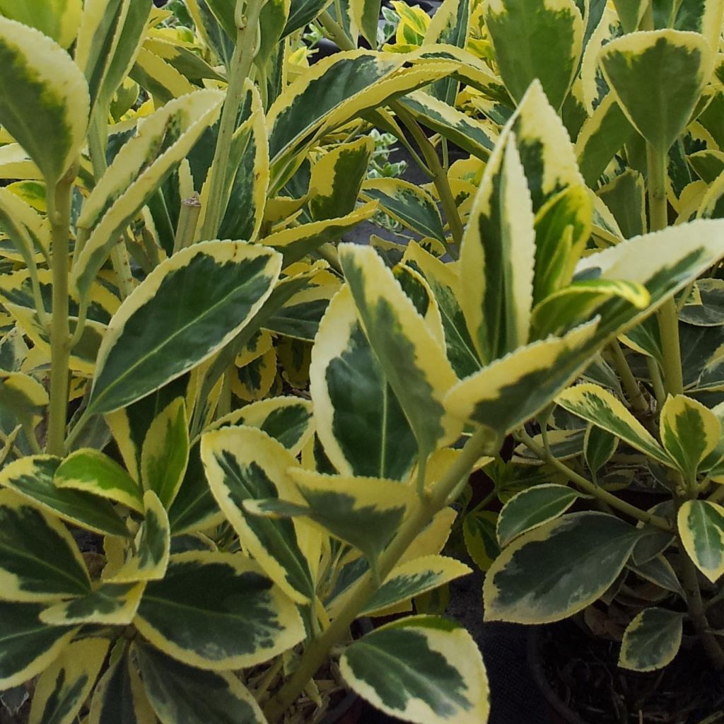 Euonymus japonicus Bravo - Japanse kardinaalsmuts