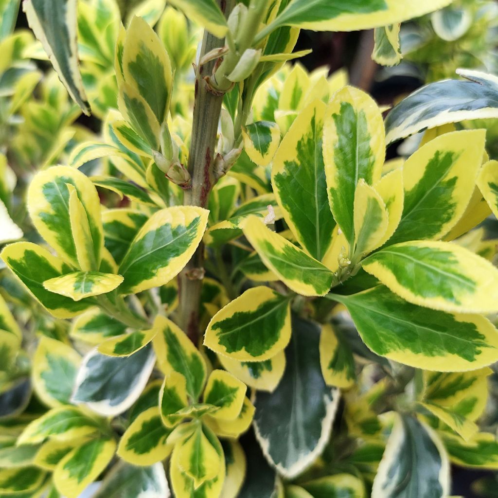 Euonymus japonicus Bravo - Japanse kardinaalsmuts