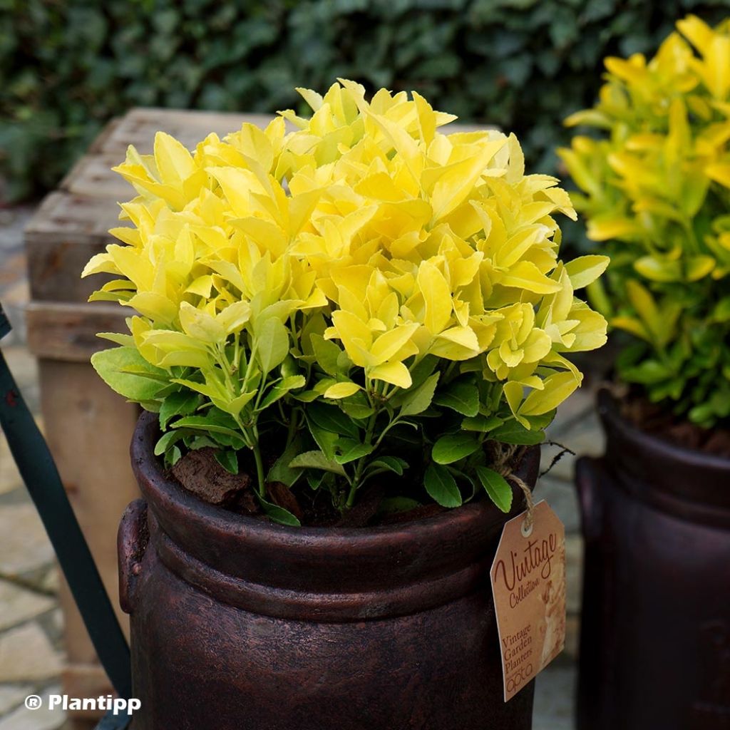 Euonymus japonicus El Dorado - Japanse kardinaalsmuts