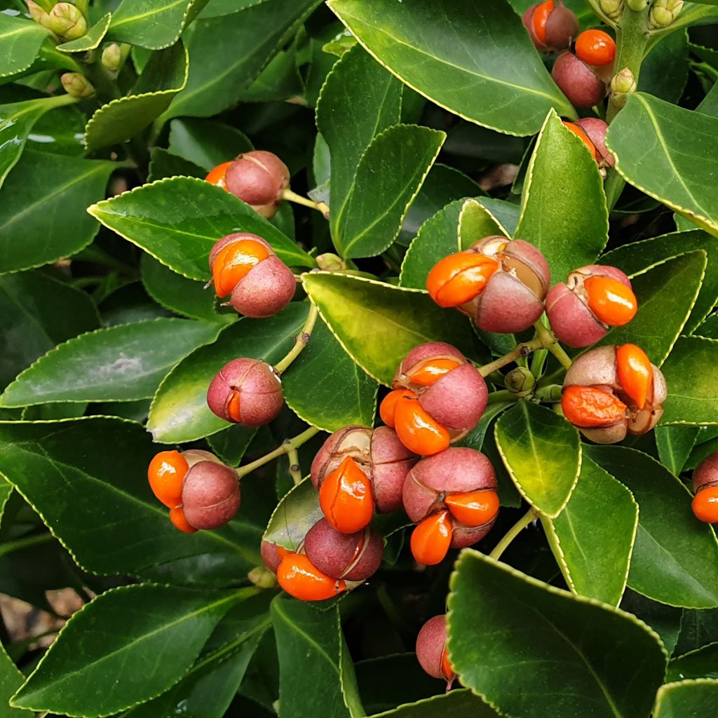 Euonymus japonicus - Japanse kardinaalsmuts