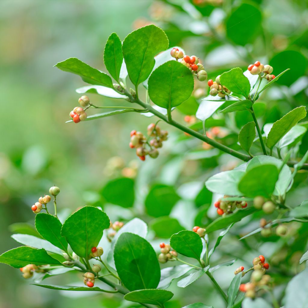 Euonymus japonicus - Japanse kardinaalsmuts