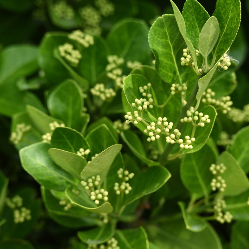 Euonymus japonicus - Japanse kardinaalsmuts