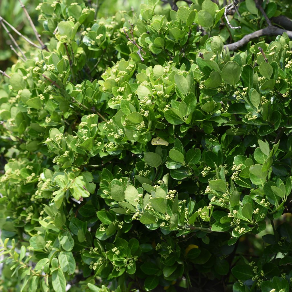 Euonymus japonicus - Japanse kardinaalsmuts