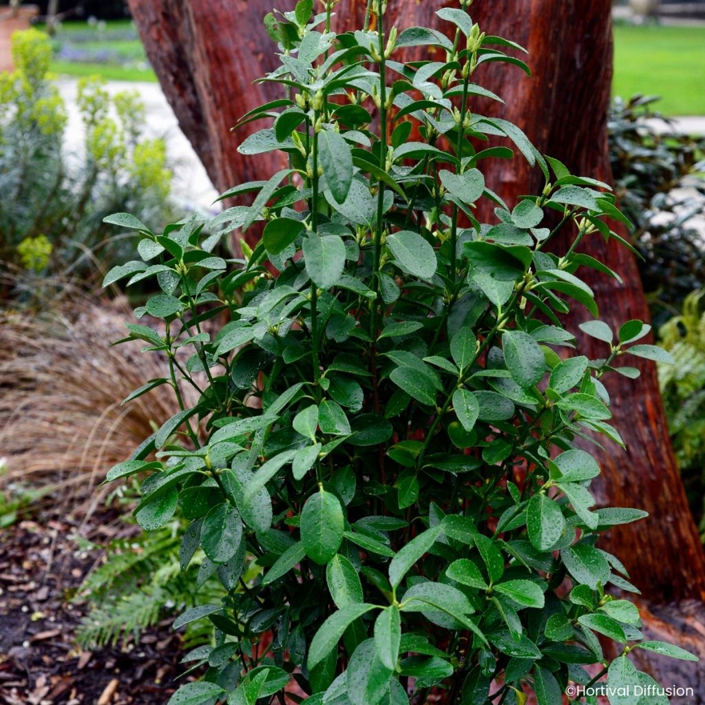 Euonymus japonicus Green Millennium - Japanse kardinaalsmuts