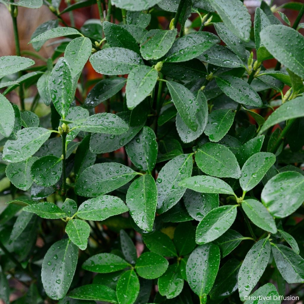 Euonymus japonicus Green Millennium - Japanse kardinaalsmuts