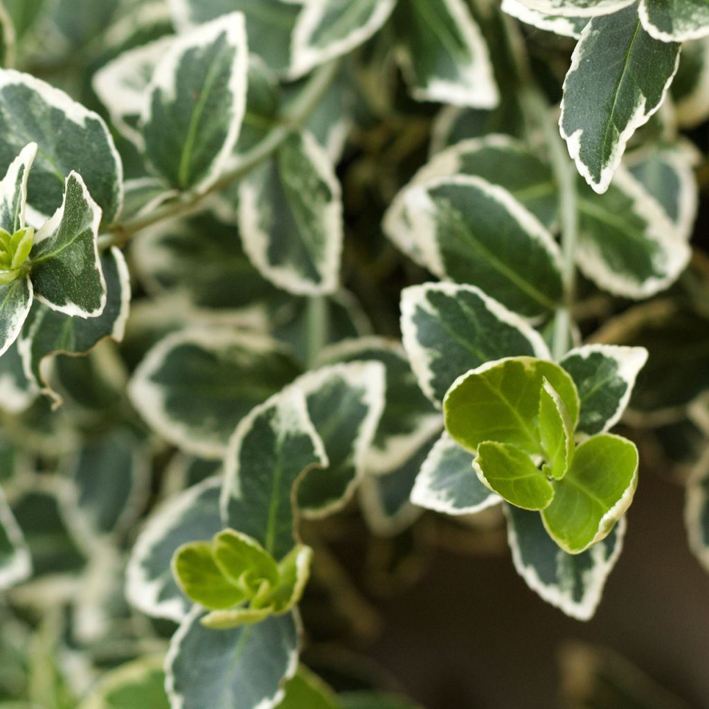Euonymus japonicus Kathy - Japanse kardinaalsmuts