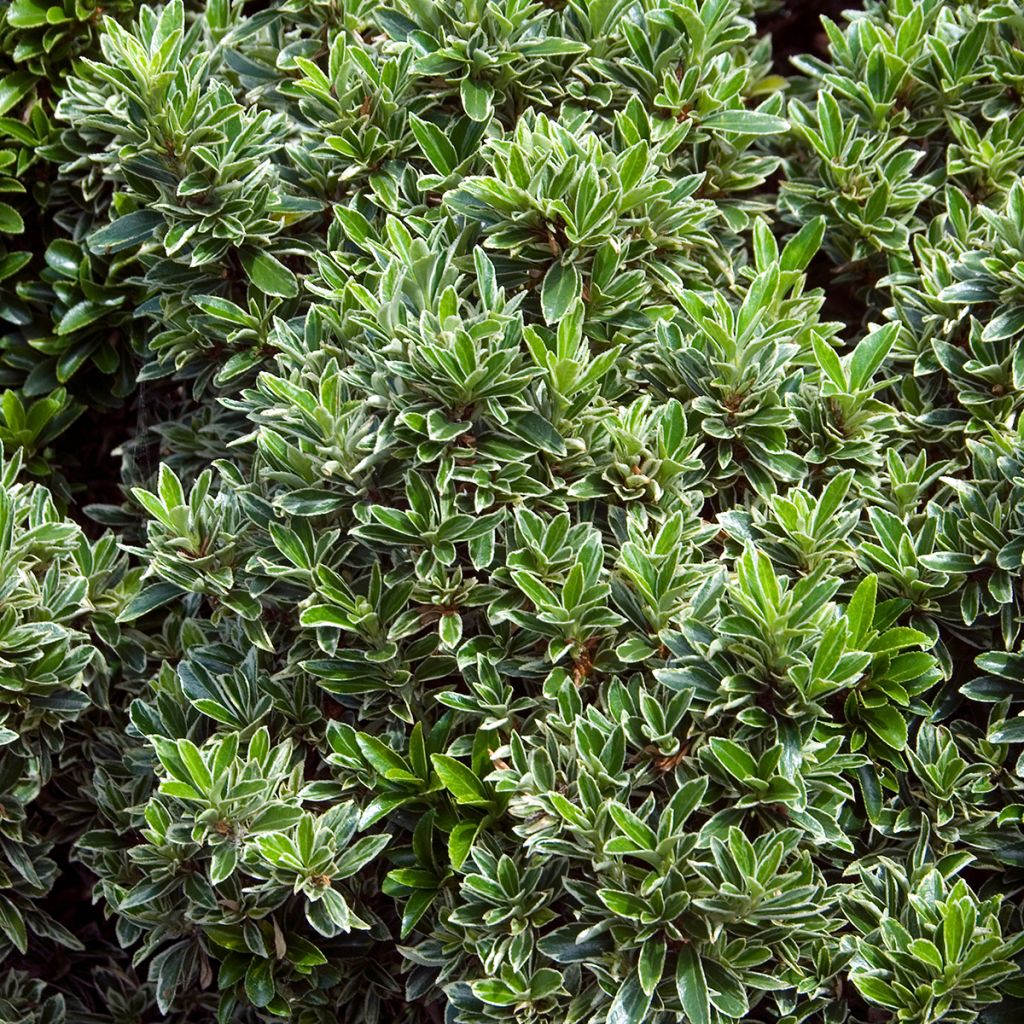 Euonymus japonicus Microphyllus Albovariegatus - Japanse kardinaalsmuts