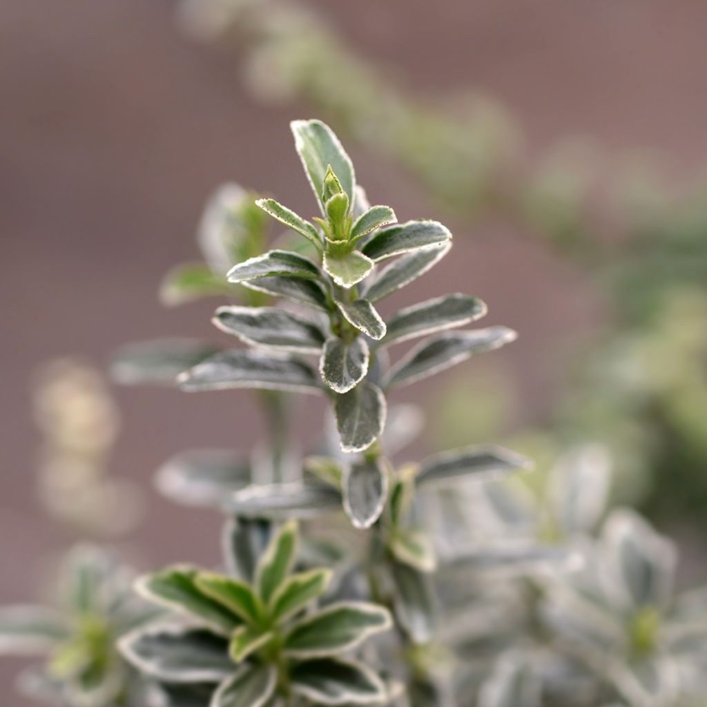 Euonymus japonicus Microphyllus Albovariegatus - Japanse kardinaalsmuts