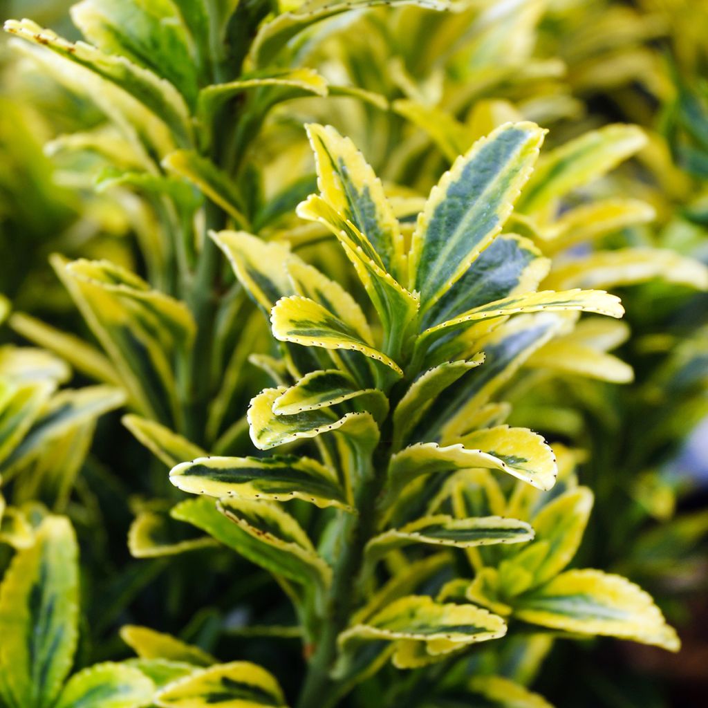 Euonymus japonicus Microphyllus Aureovariegatus - Japanse kardinaalsmuts