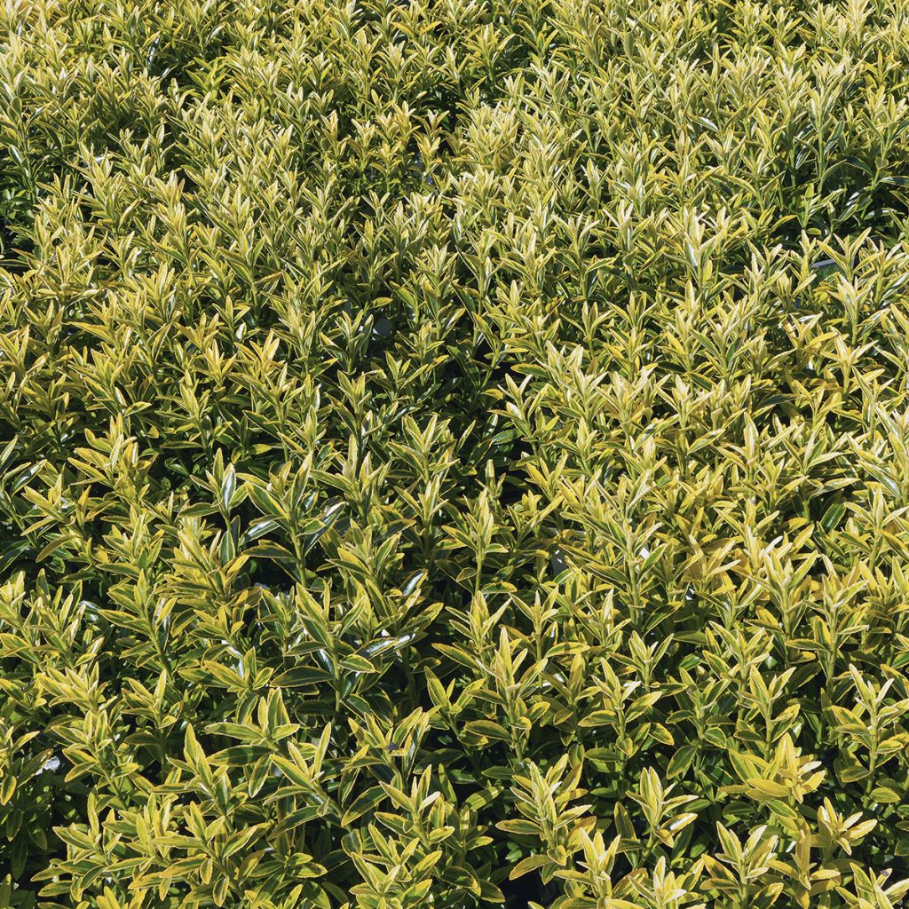 Euonymus japonicus Microphyllus Aureovariegatus - Japanse kardinaalsmuts