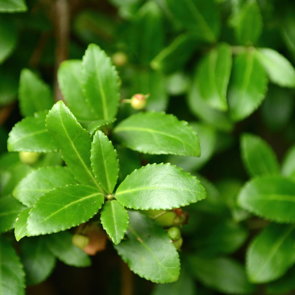 Euonymus japonicus Microphyllus - Japanse kardinaalsmuts