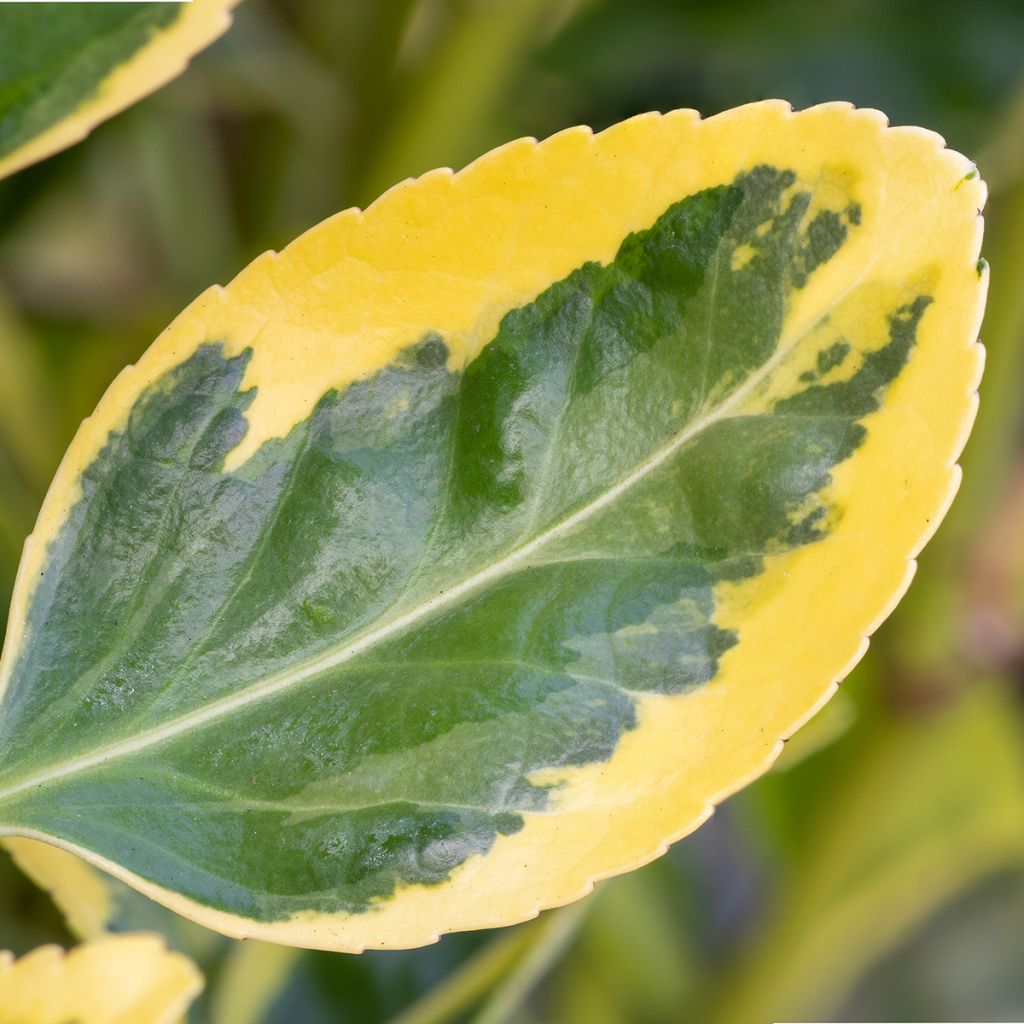 Euonymus japonicus Ovatus Aureus - Japanse kardinaalsmuts