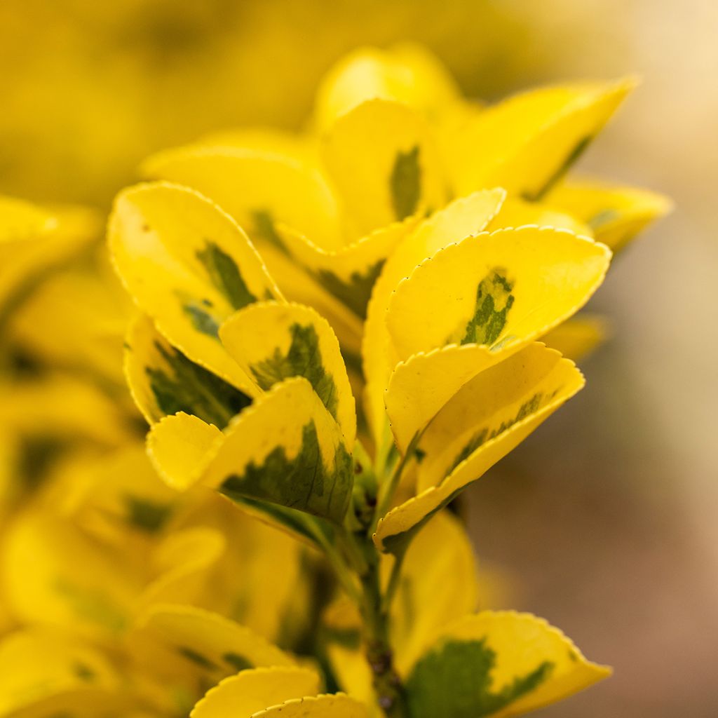 Euonymus japonicus Ovatus Aureus - Japanse kardinaalsmuts