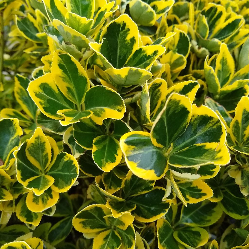 Euonymus japonicus Ovatus Aureus - Japanse kardinaalsmuts