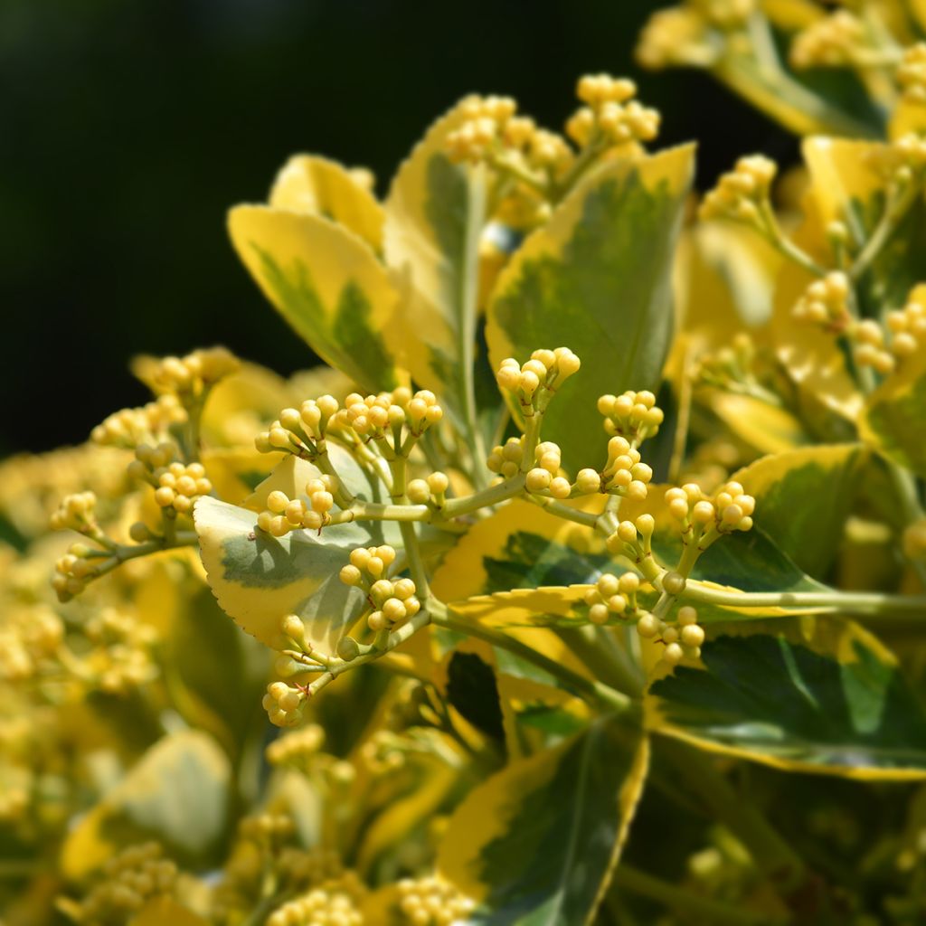Euonymus japonicus Ovatus Aureus - Japanse kardinaalsmuts