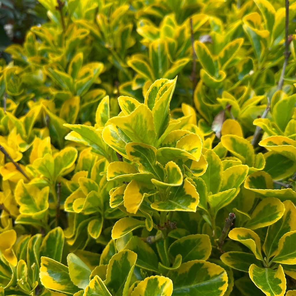Euonymus japonicus Ovatus Aureus - Japanse kardinaalsmuts