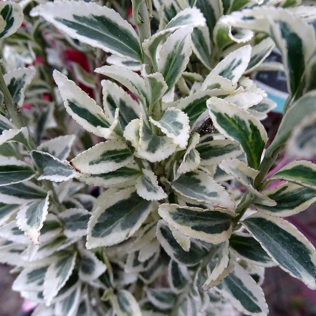 Euonymus japonicus White Spire - Japanse kardinaalsmuts