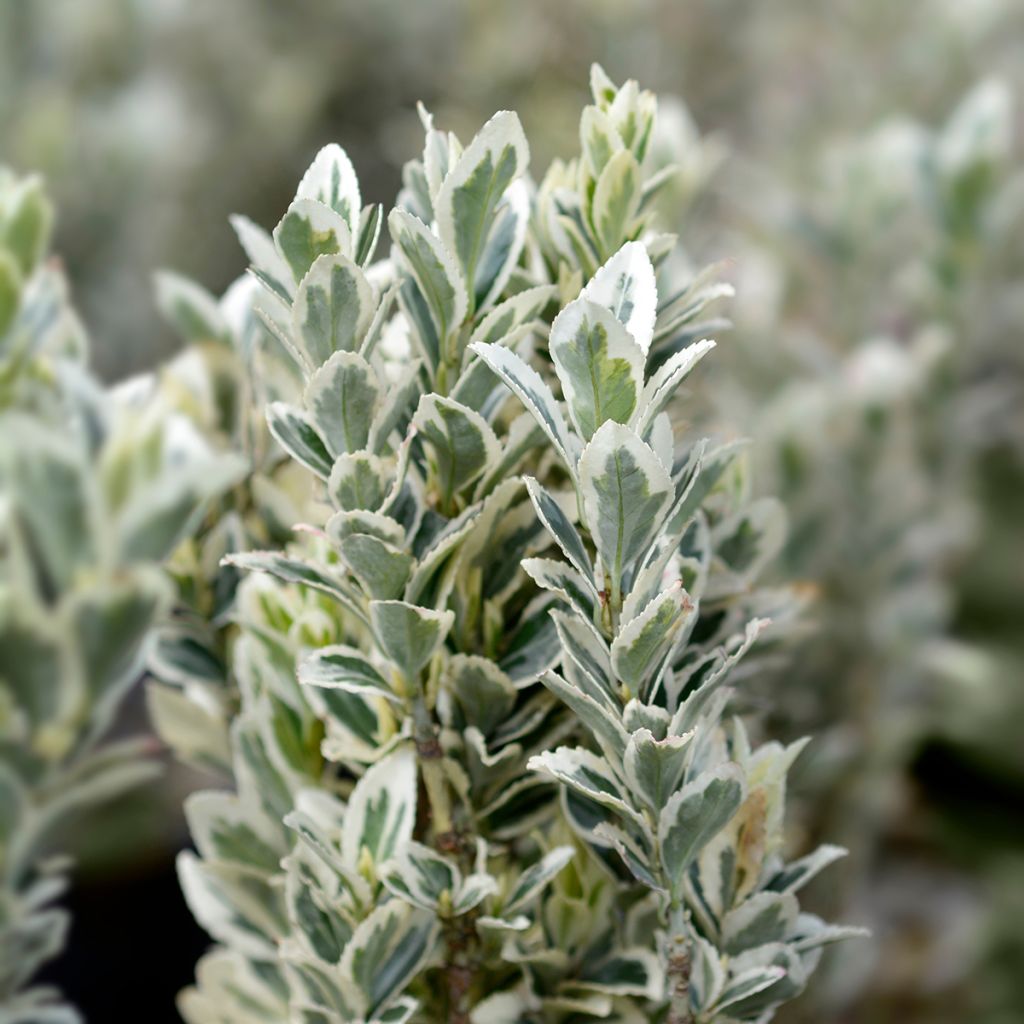 Euonymus japonicus White Spire - Japanse kardinaalsmuts