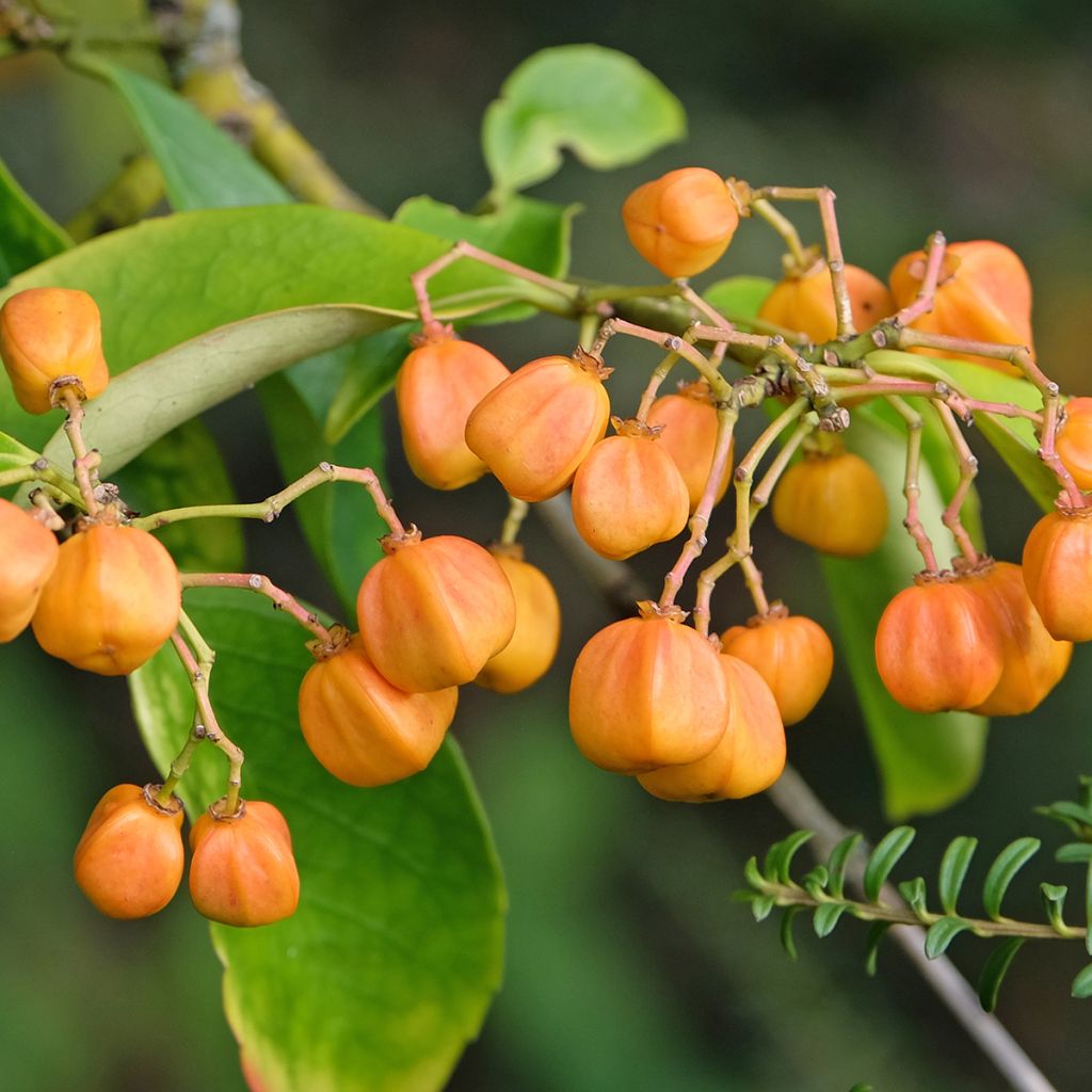 Euonymus myrianthus - Kardinaalsmuts