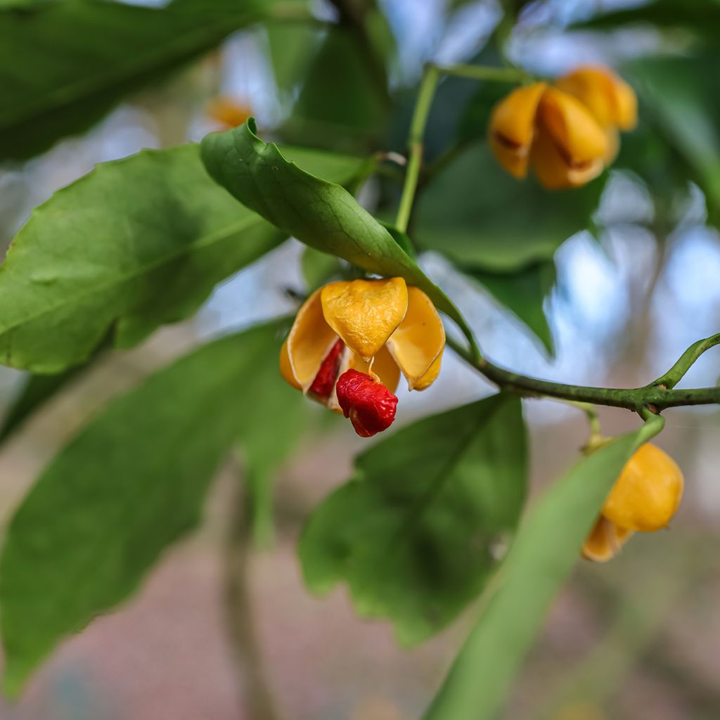 Euonymus myrianthus - Kardinaalsmuts