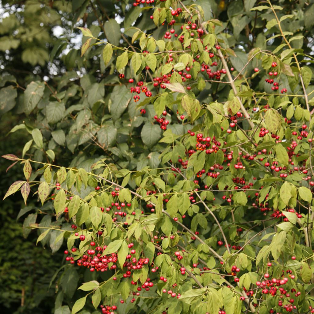 Euonymus oxyphyllus - Kardinaalsmuts