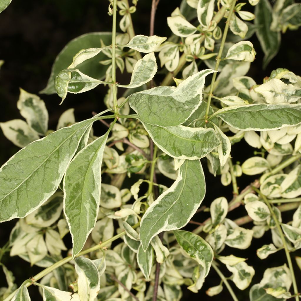 Euonymus phellomanus Silver Surprise - Kardinaalsmuts