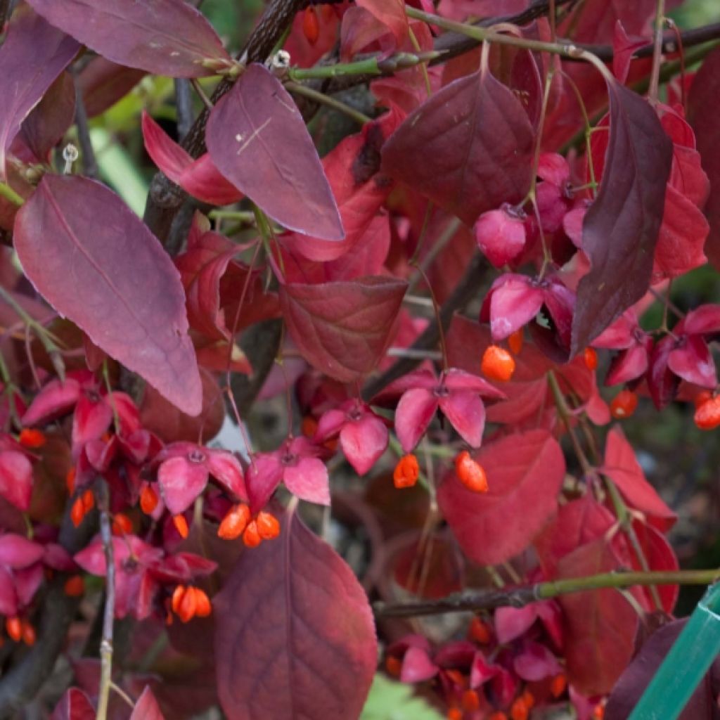 Euonymus planipes - Kardinaalsmuts
