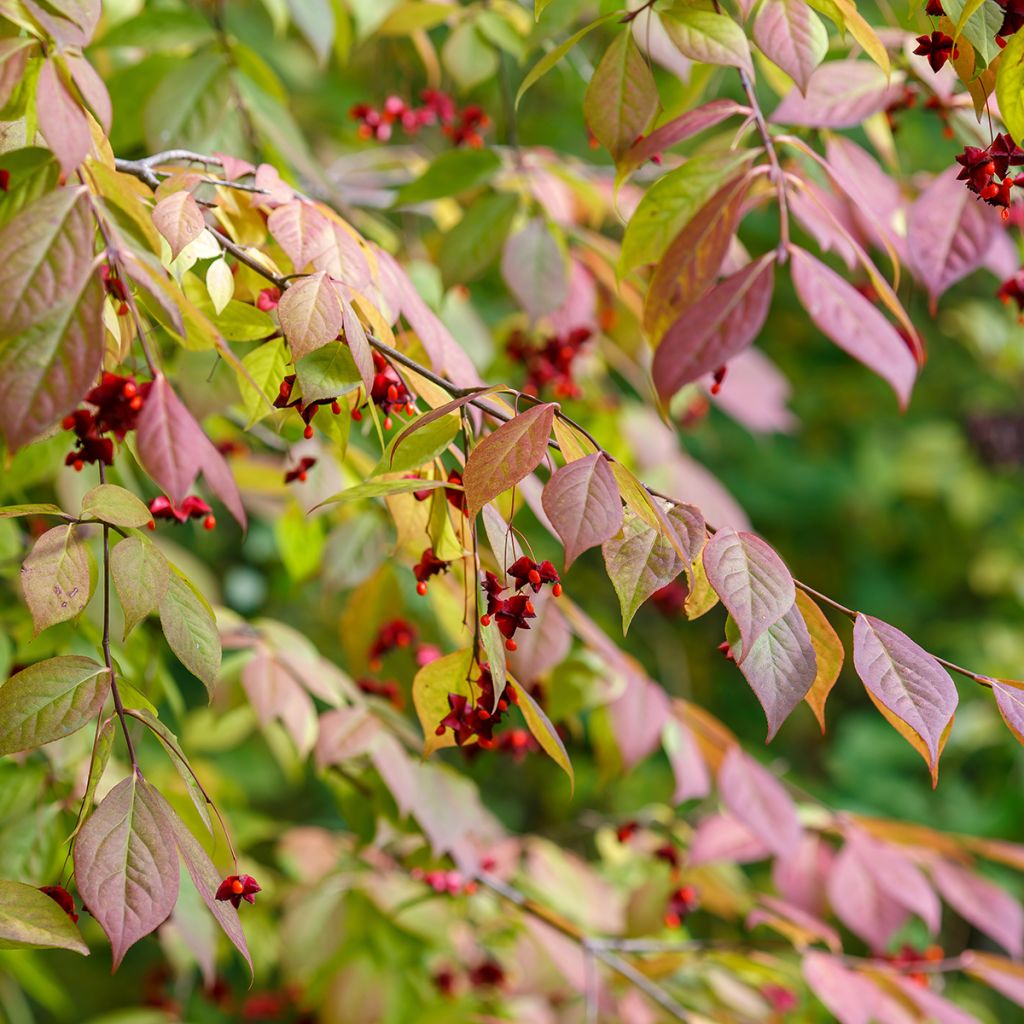 Euonymus planipes - Kardinaalsmuts