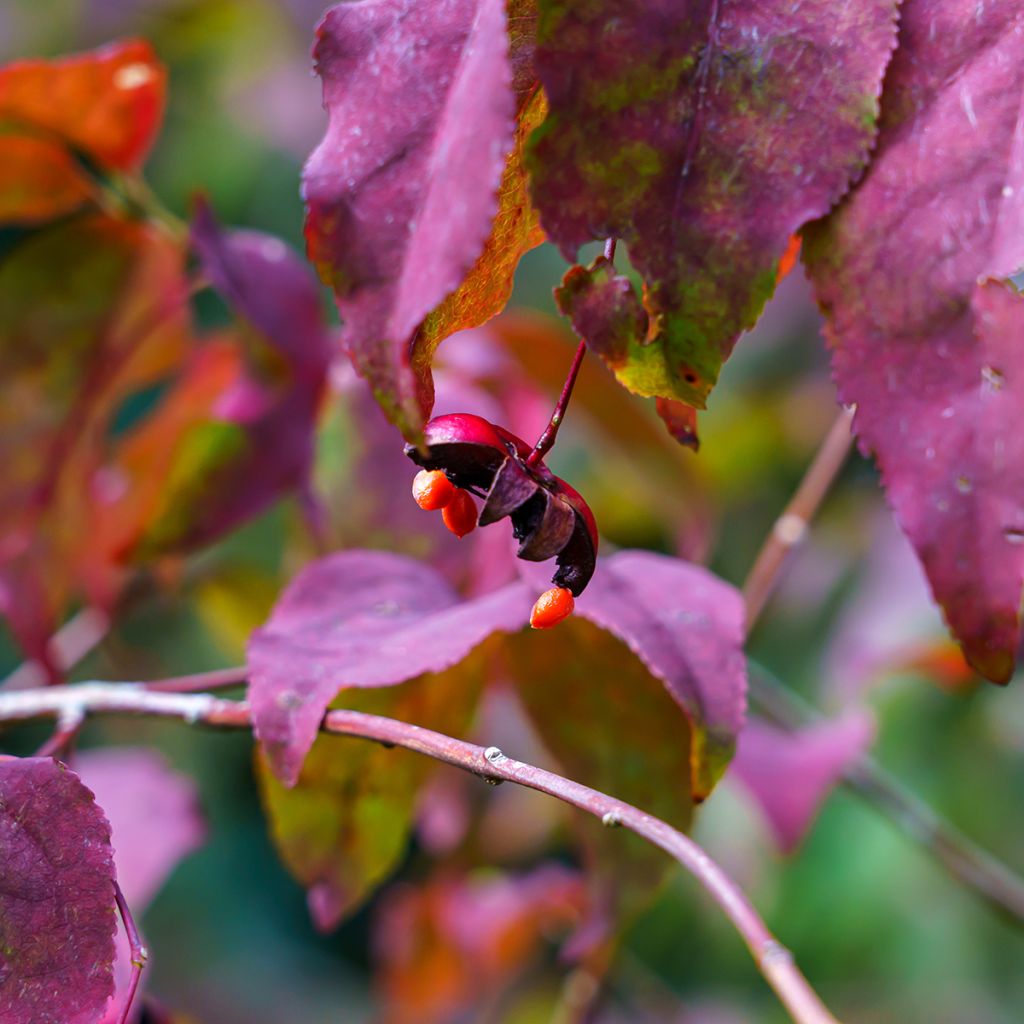 Euonymus planipes - Kardinaalsmuts