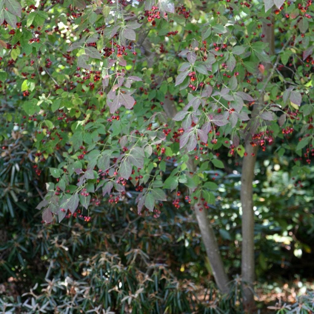 Euonymus planipes - Kardinaalsmuts