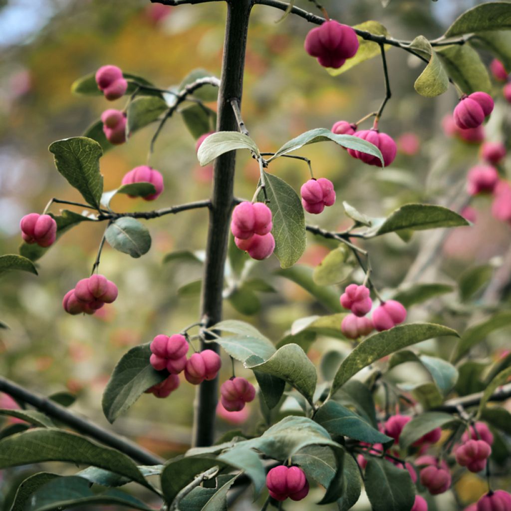 Euonymus vidalii - Kardinaalsmuts