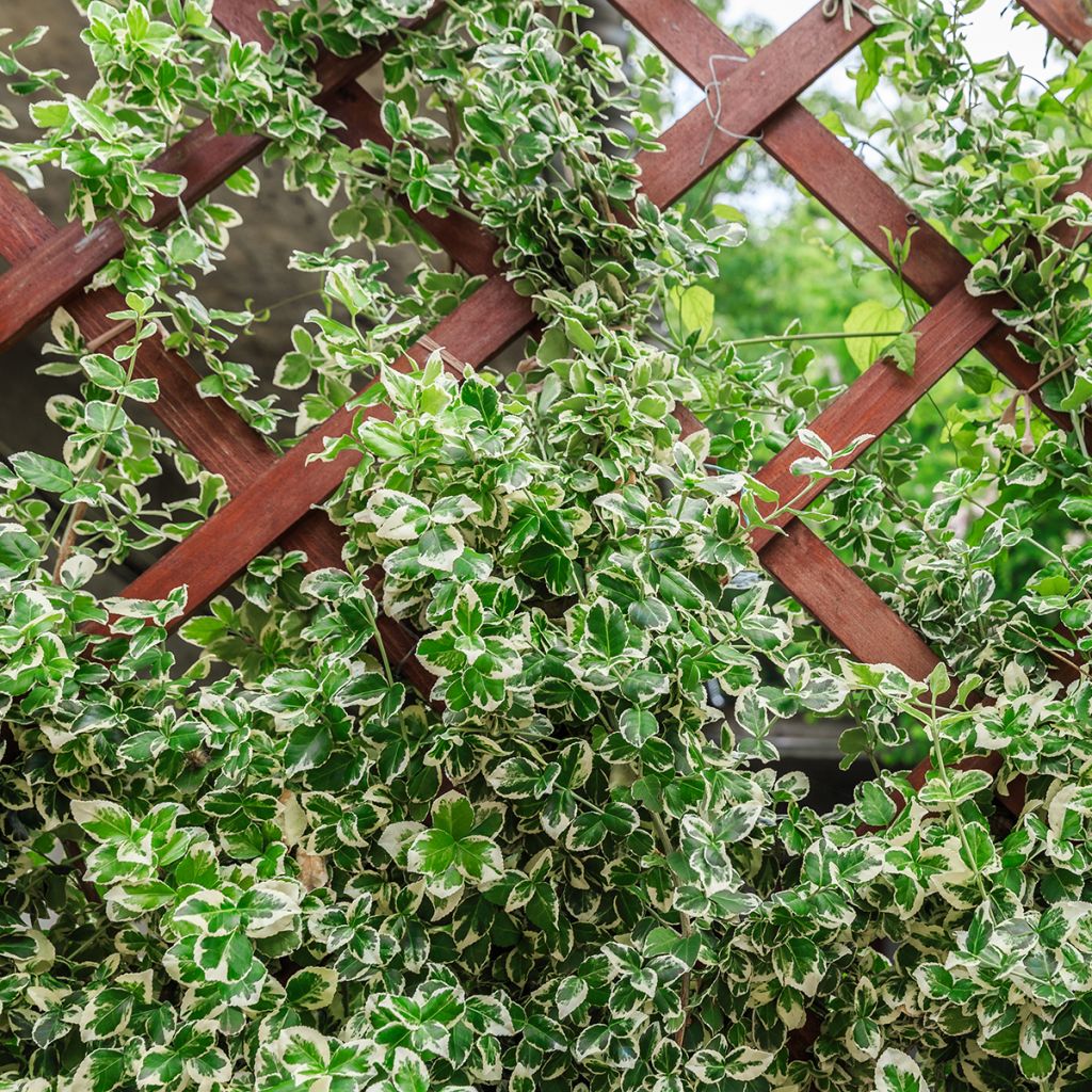 Kardinaalsmuts Silver Carpet - Euonymus fortunei