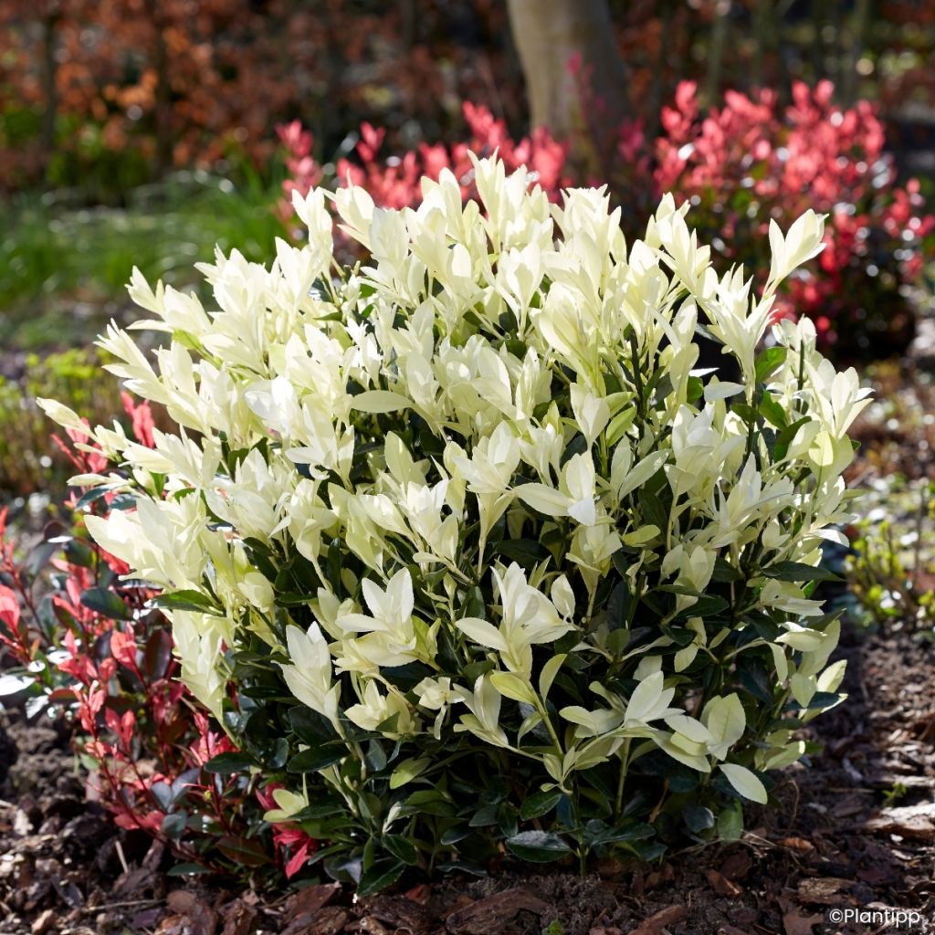 Euonymus japonicus Himalaya - Japanse kardinaalsmuts