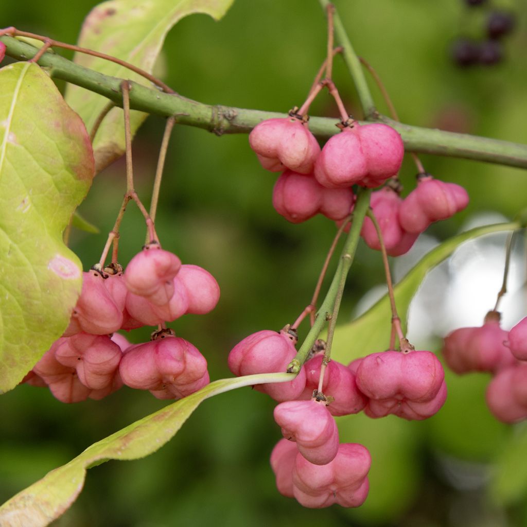 Euonymus latifolius - Brede kardinaalsmuts
