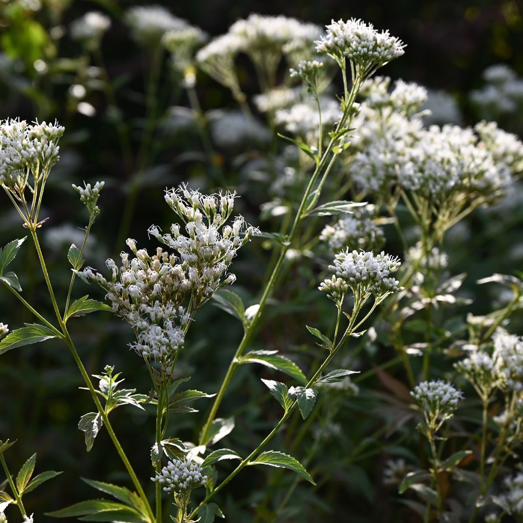 Eupatorium Bartered Bride - Leverkruid