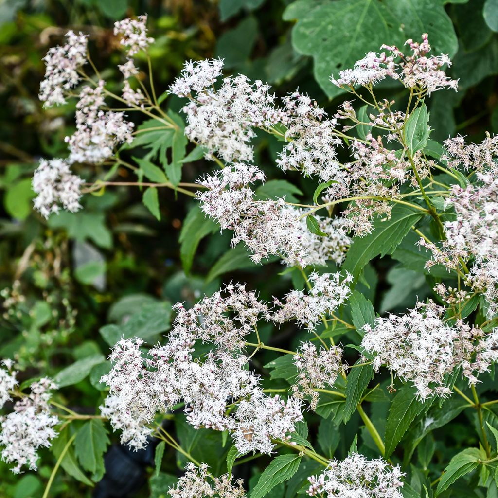Eupatorium Bartered Bride - Leverkruid