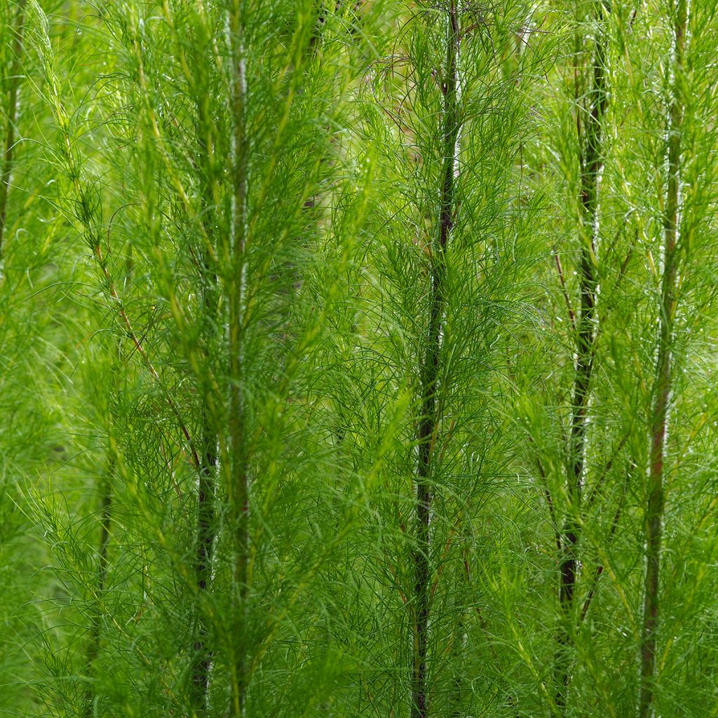 Eupatorium Elegant Plume - Koninginnenkruid