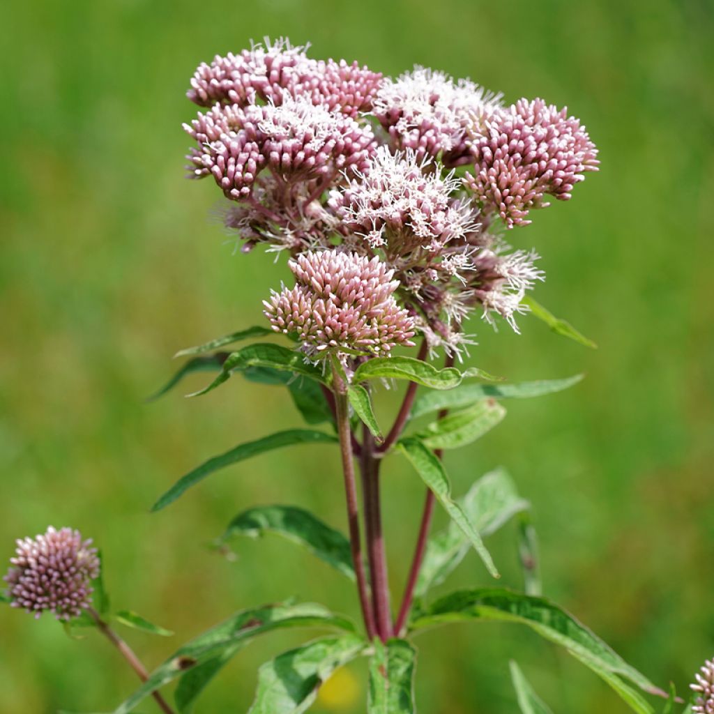Eupatorium cannabinum Plenum - Koninginnekruid