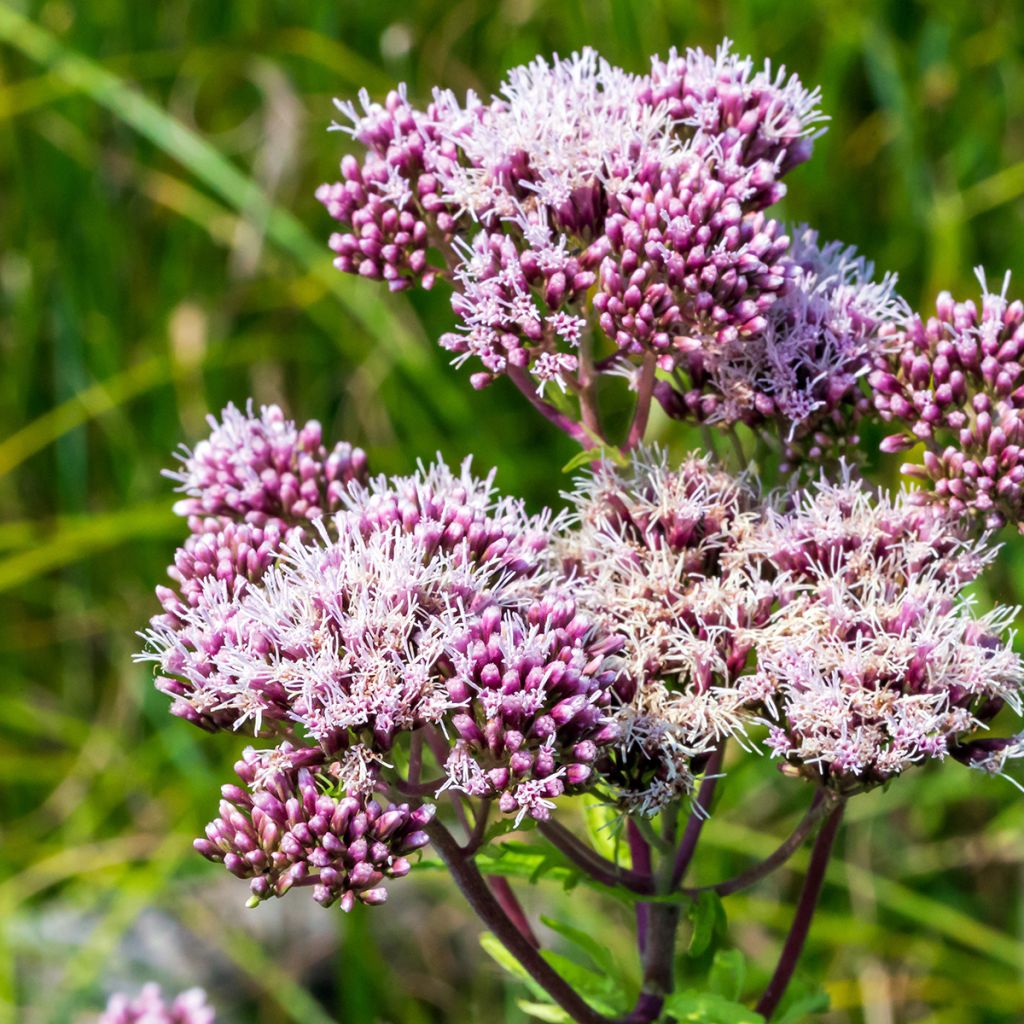 Eupatorium cannabinum Plenum - Koninginnekruid