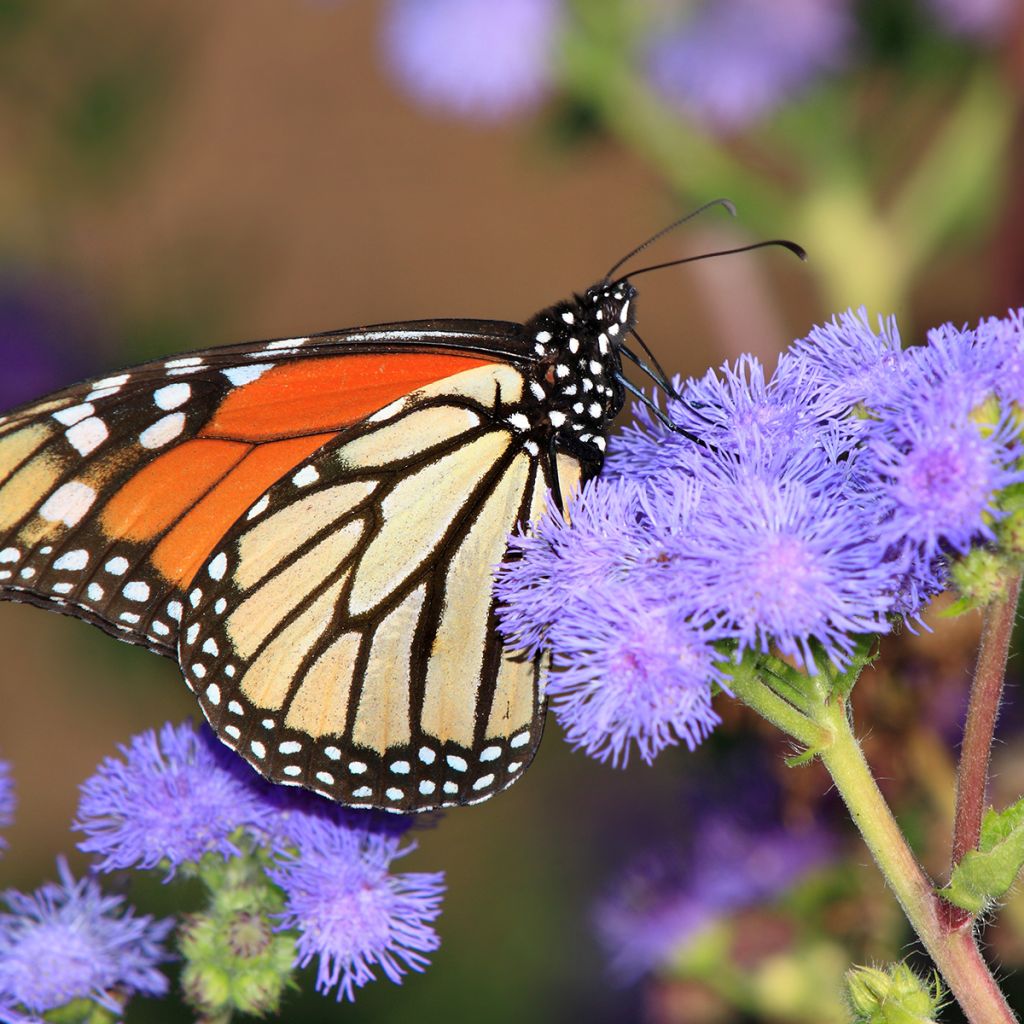 Eupatorium coelestinum - Leverkruid