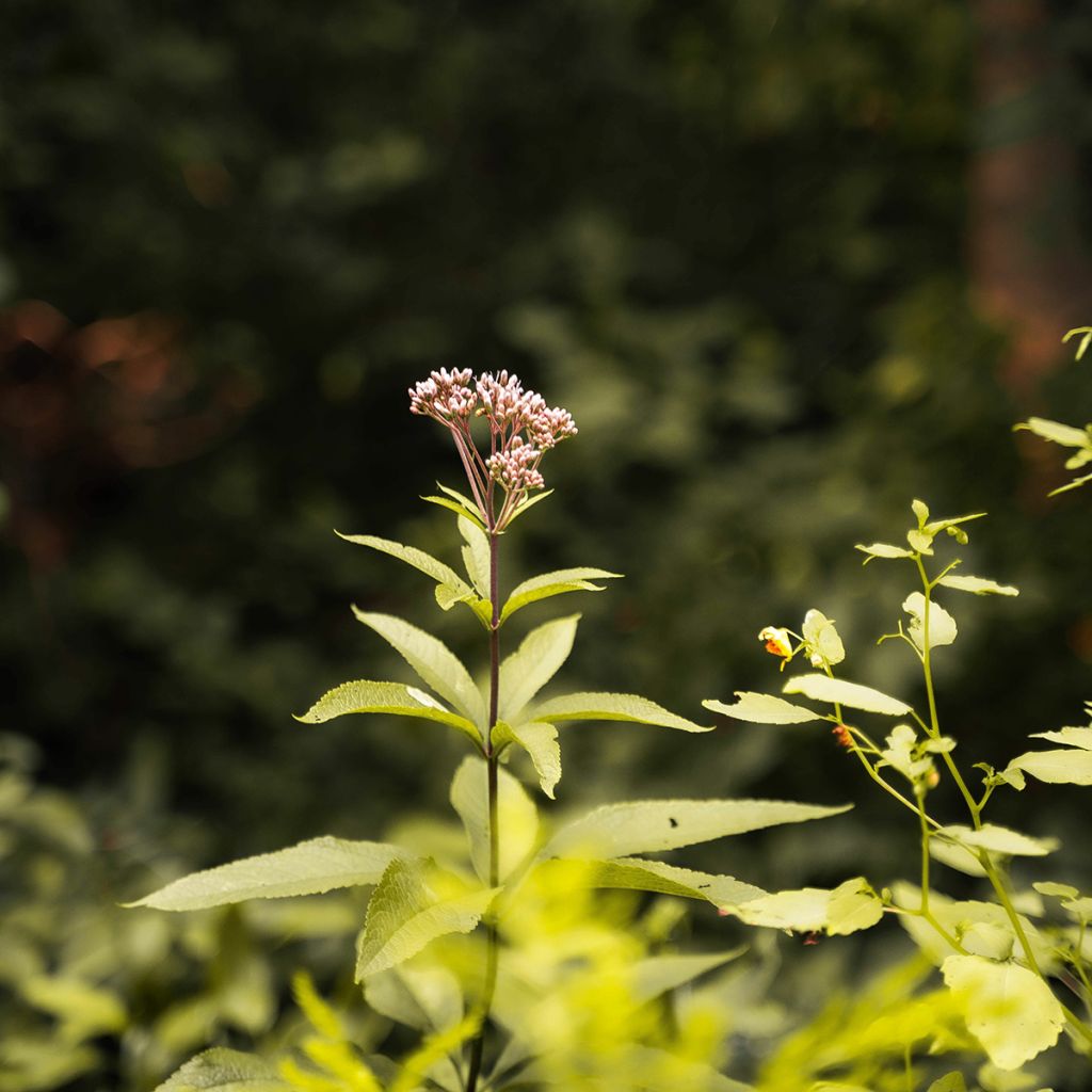 Eupatorium fortunei - Koninginnekruid