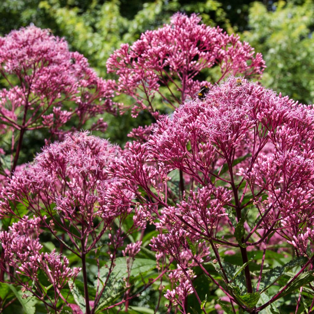 Eupatorium maculatum Atropurpureum - Koninginnenkruid