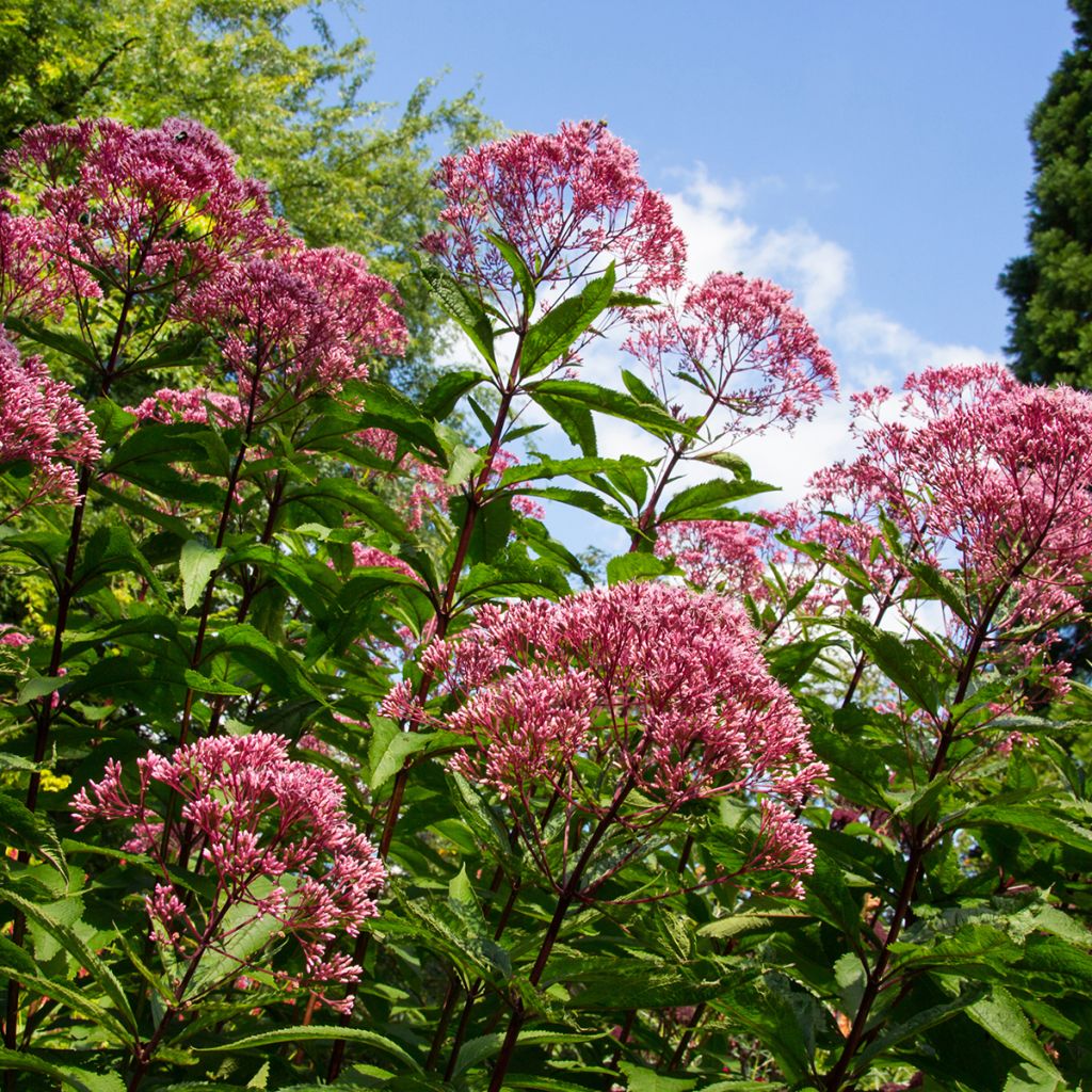 Eupatorium maculatum Atropurpureum - Koninginnenkruid