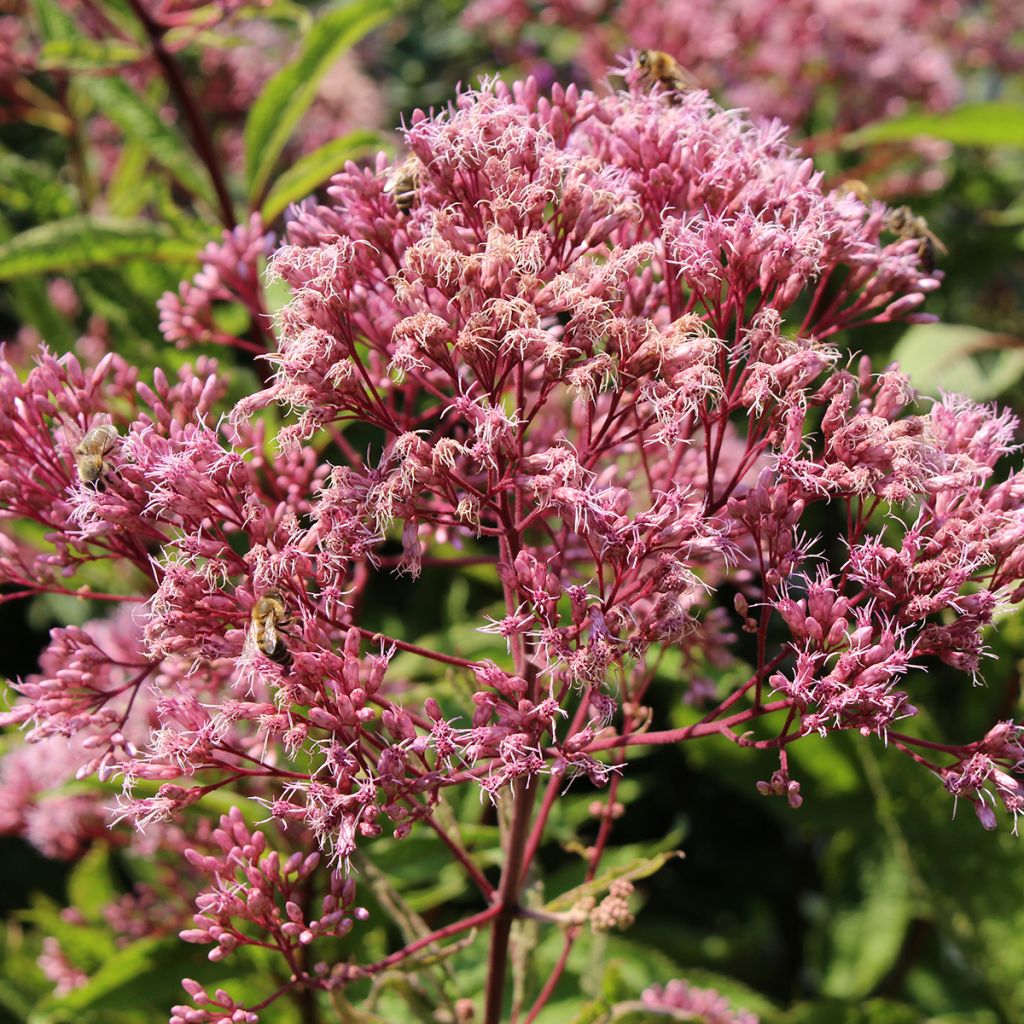 Eupatorium maculatum - Koninginnenkruid