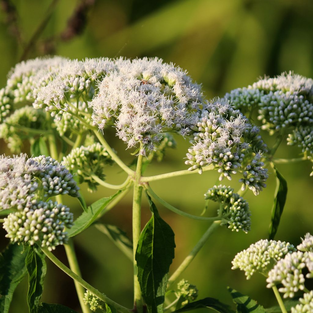 Eupatorium perfoliatum - Doorgroeid leverkruid