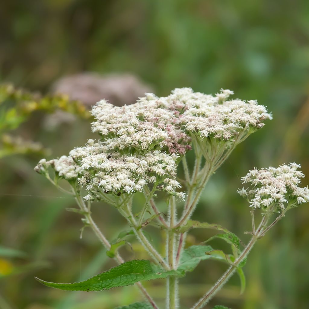 Eupatorium perfoliatum - Doorgroeid leverkruid