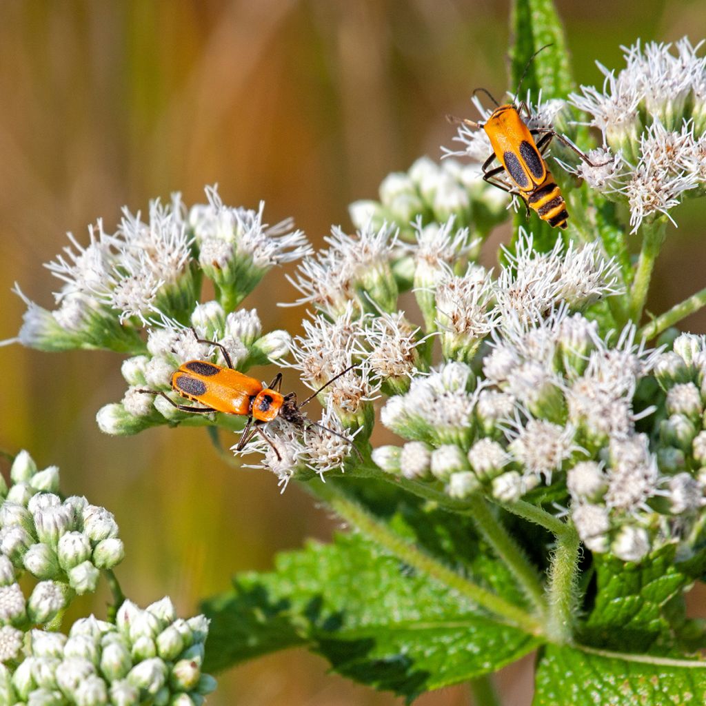 Eupatorium perfoliatum - Doorgroeid leverkruid